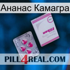 Ананас Камагра 32